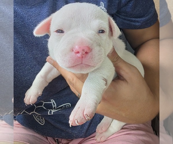 Medium Photo #1 American Bulldog Puppy For Sale in DARIEN, GA, USA