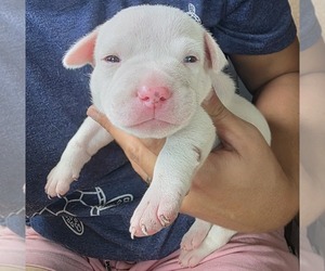 American Bulldog Puppy for sale in DARIEN, GA, USA