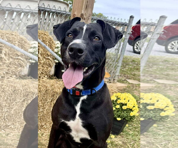 Medium Photo #5 Mutt Puppy For Sale in Rustburg, VA, USA