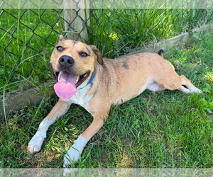 American Pit Bull Terrier-Unknown Mix Dogs for adoption in Germantown, OH, USA