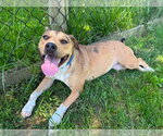 Small Photo #1 American Pit Bull Terrier-Unknown Mix Puppy For Sale in Germantown, OH, USA