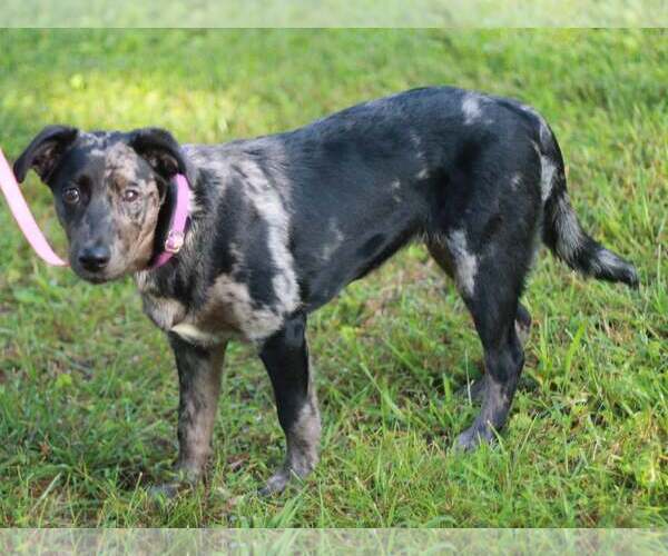 Medium Photo #3 Australian Shepherd-Unknown Mix Puppy For Sale in Cookeville, TN, USA