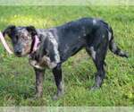 Small #2 Australian Shepherd Mix
