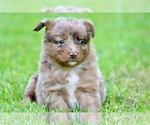 Small Photo #20 Australian Shepherd Puppy For Sale in NEWTON FALLS, OH, USA