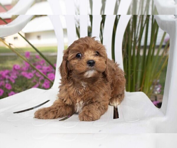 Medium Photo #2 Cavapoo Puppy For Sale in FRESNO, OH, USA