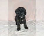 Puppy 5 Goldendoodle (Miniature)