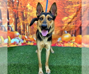 Medium German Shepherd Dog