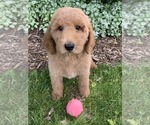 Small Photo #1 Goldendoodle-Poodle (Miniature) Mix Puppy For Sale in RICHMOND, IL, USA
