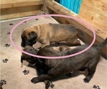 Small Photo #31 Belgian Malinois Puppy For Sale in LABADIE, MO, USA