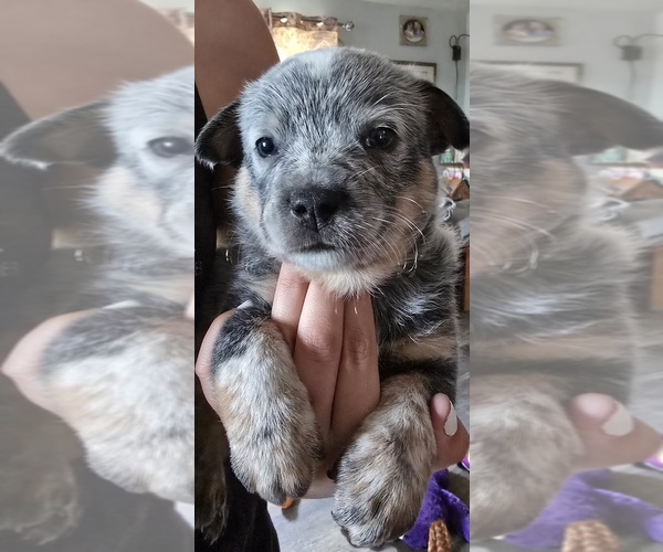 Medium Photo #5 Australian Cattle Dog Puppy For Sale in WATERBURY, VT, USA