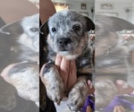Small #4 Australian Cattle Dog