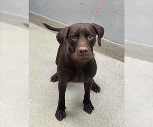 Lab-Pointer Dogs for adoption in Las Vegas, NV, USA