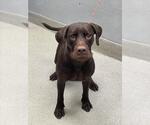 Small Lab-Pointer