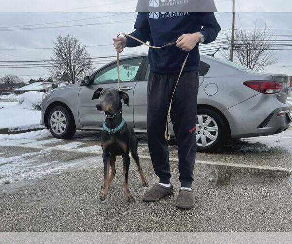 Medium Photo #3 Doberman Pinscher Puppy For Sale in Aurora, OH, USA