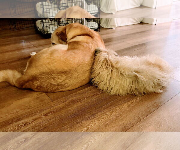 Medium Photo #4 Mutt Puppy For Sale in Sandy, UT, USA