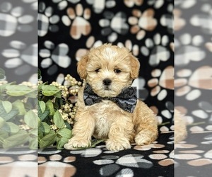 Shih-Poo Puppy for sale in KIRKWOOD, PA, USA