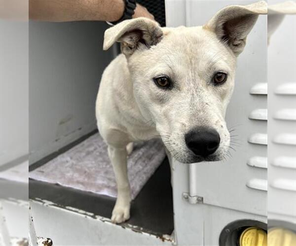 Medium Photo #1 Mutt Puppy For Sale in Santa Rosa, CA, USA