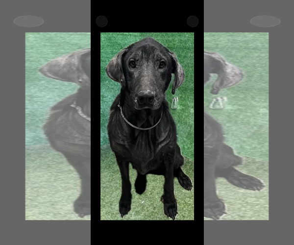 Medium Photo #10 Labrador Retriever-Unknown Mix Puppy For Sale in San Diego, CA, USA