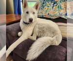 Small #2 Siberian Husky