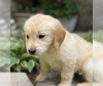 Small Photo #5 Golden Retriever Puppy For Sale in FORDLAND, MO, USA