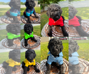 Poodle (Standard) Puppy for sale in ELIZABETHTON, TN, USA