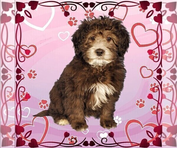 Medium Photo #25 Bernedoodle (Miniature) Puppy For Sale in PEYTON, CO, USA
