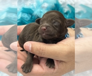 Aussiedoodle Miniature  Puppy for sale in BULLARD, TX, USA