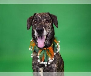 Plott Hound-Unknown Mix Dogs for adoption in West Palm Beach, FL, USA