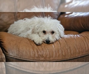 Maltipom-Maltipoo Mix Puppy for sale in PINSON, AL, USA