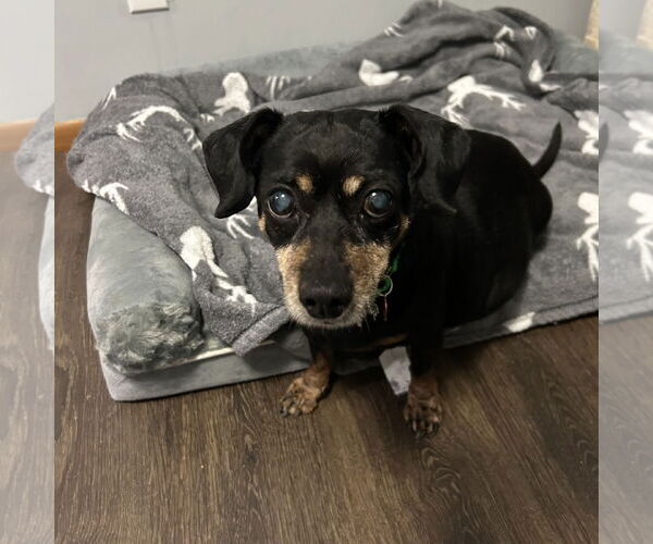 Medium Photo #3 Dachshund-Unknown Mix Puppy For Sale in Fargo, ND, USA