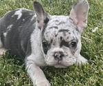 Puppy Eliza French Bulldog