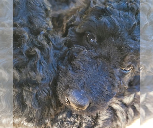 Medium Photo #15 Goldendoodle Puppy For Sale in WEST, TX, USA