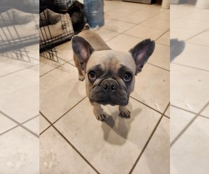 Mother of the French Bulldog puppies born on 12/25/2022