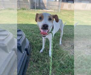 Pointer-Unknown Mix Dogs for adoption in Corpus Christi, TX, USA