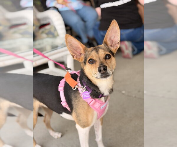 Medium Photo #13 Chihuahua-Unknown Mix Puppy For Sale in Mundelein, IL, USA