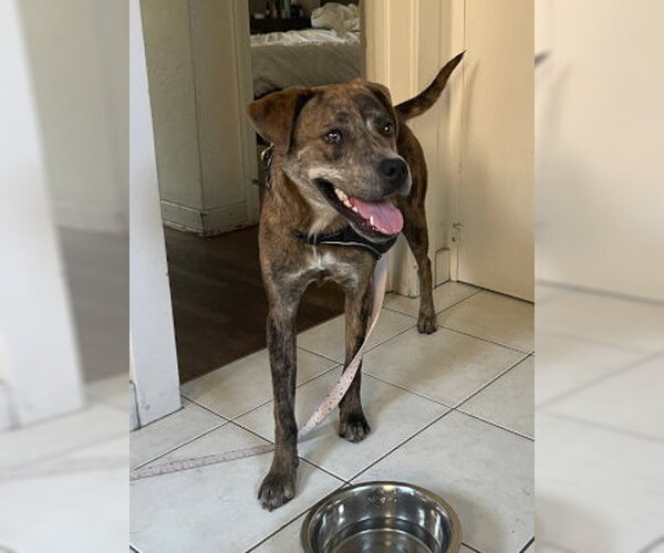 Medium Photo #3 Catahoula Leopard Dog-Unknown Mix Puppy For Sale in Ventura, CA, USA