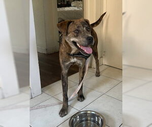 Buttercup - Female Catahoula Leopard Dog-Unknown Mix Dog for Adoption - Photo #3