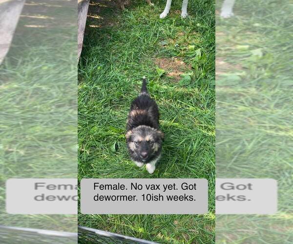 Medium Photo #1 Mutt Puppy For Sale in Calgary, Alberta, Canada