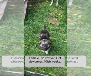Mutt Dogs for adoption in Calgary, Alberta, Canada