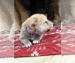 Small Photo #2 German Shepherd Dog-Wolf Hybrid Mix Puppy For Sale in HAMILTON, TX, USA