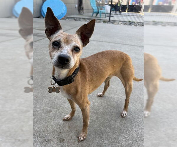 Medium Photo #1 Chihuahua Puppy For Sale in Sacramento, CA, USA