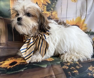 Shih Tzu Puppy for sale in CENTER HILL, FL, USA