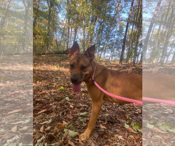 Medium Photo #2 American Pit Bull Terrier-Unknown Mix Puppy For Sale in Frenchburg, KY, USA