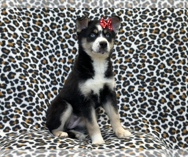 Medium Photo #3 Pomsky Puppy For Sale in LAKELAND, FL, USA