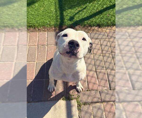 Medium Photo #2 Staffordshire Bull Terrier Puppy For Sale in Sugar Land, TX, USA