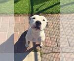 Small #1 Staffordshire Bull Terrier