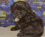 Small Photo #5 ShihPoo Puppy For Sale in SHAWNEE, OK, USA