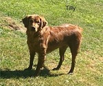 Small Photo #1 Golden Retriever Puppy For Sale in LEON, KS, USA