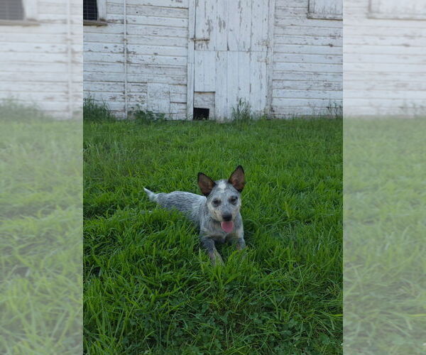 Medium Photo #1 Australian Cattle Dog Puppy For Sale in HAWARDEN, IA, USA