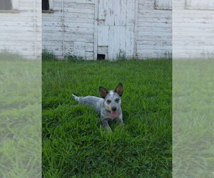 Australian Cattle Dog Puppy for sale in HAWARDEN, IA, USA